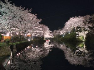 鹿野城跡公園の夜桜