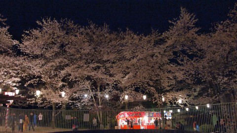 打吹公園の夜桜