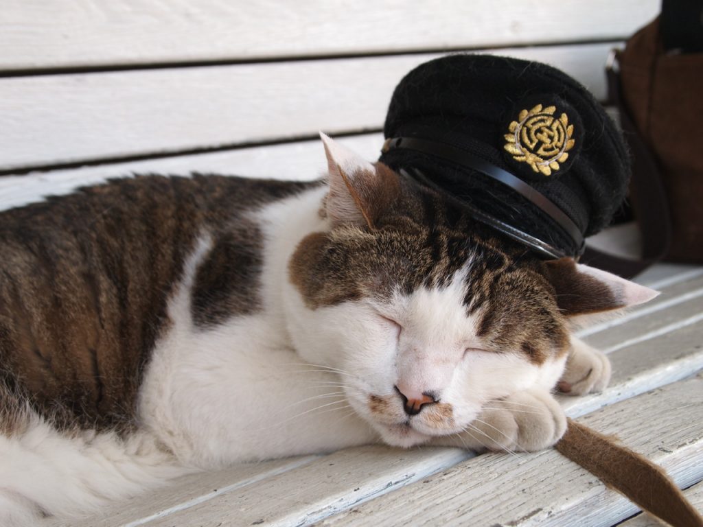 片上鉄道 駅長猫コトラ