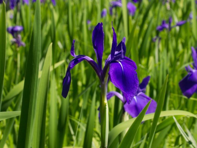 岩美町唐川のカキツバタ
